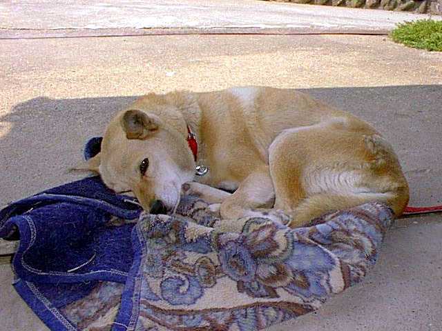 �݂肵���̃n�i